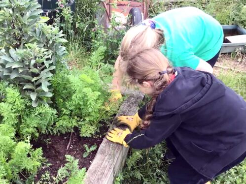 School pupils at the Wimborne First School working in the garden